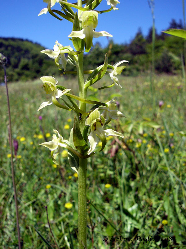 orchidee dal mar Nero turco (2)